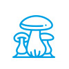 champignons